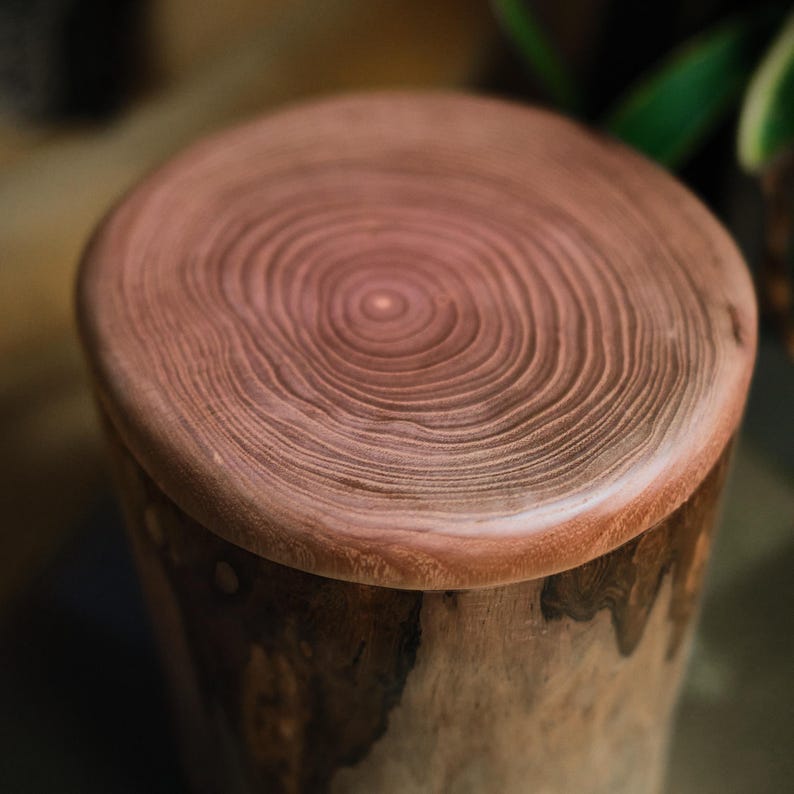 Puede incluir: Un taburete cil&iacute;ndrico de madera con una superficie superior lisa y pulida que muestra anillos de crecimiento conc&eacute;ntricos en tonos marr&oacute;n claro y oscuro. La base del taburete est&aacute; hecha de un tronco de &aacute;rbol natural y rugoso.