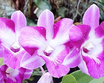 Dendrobium King Dragon, Flowering Size Houseplant - Large Bloom, Rare Tropical Flower