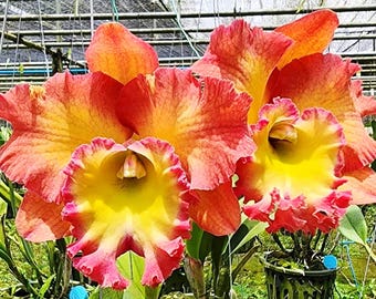 Blooming Size, Cattleya Rlc.Sumintra Beauty, Live Orchid Plant, Fragrant