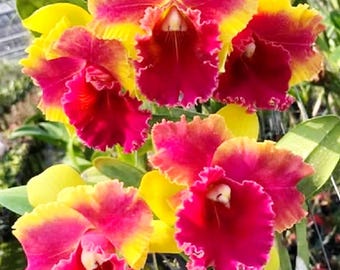 Cattleya Rth. Siam Fancy 'Wing Of Fire', bloeigrootte, orchideeplant