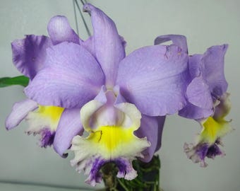 Cattleya Valentine 'Billy's Blue' Orchid Plant, Fragrant Blue Yellow Flower