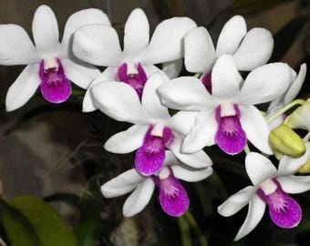 Dendrobium Burana Charming, Blooming Size Houseplant - Rare Tropical Flower