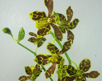 Grammatophyllum scriptum 'DWARF' VAR KILANI Orchid – Rare