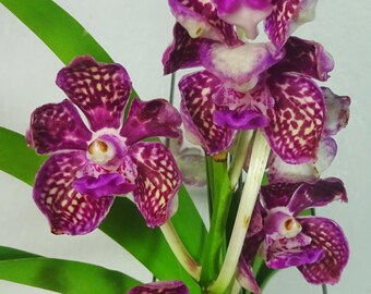 Vanda Memoria Holland Bruin, Geurig, Bloeitijd, Orchideeplant