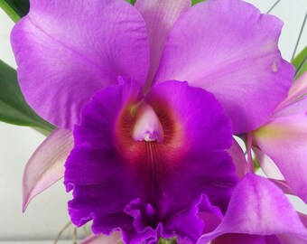 Cattleya Mem. Robert Strait x Ronald Hausserman, bloeigrootte, sterk geurende orchideeplant
