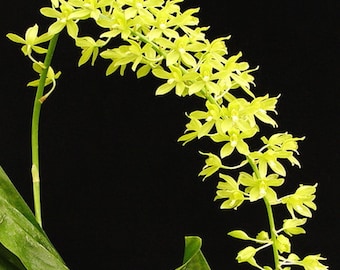 Grammatophyllum signum var. alba Orchidee - seltene Form, große Juvenile Pflanze, 20 cm hoch