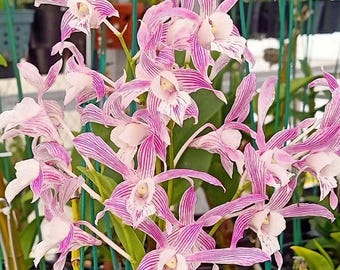 Dendrobium 'Rabbit Pink Stripe', Zimmerpflanze - seltene Tropenblume