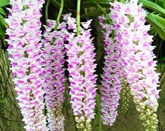 Rhynchostylis retusa, tamaño de floración, fragante, planta de orquídea