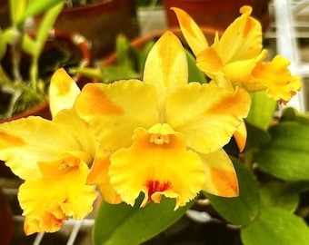 Cattleya Rth. River Kwai-brug, bloeigrootte, orchideeplant