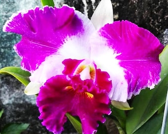 Cattleya Chan Hsiu Jewel San Mei, Blütengröße, Orchideenpflanze