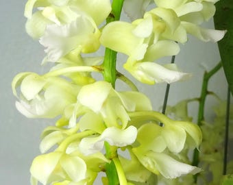 Aerides houlletiana v. alba, Silny zapach, Wielkość kwitnienia, Roślina storczyka Foxtail