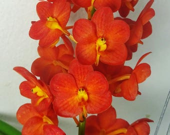 Ascocenda Jakkrit Orange, Flowering Size, Vanda Hybrid, Orchid Plant
