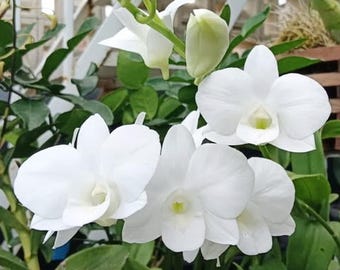 Dendrobium Burana Blanco, Planta de interior en floración - Flor tropical rara