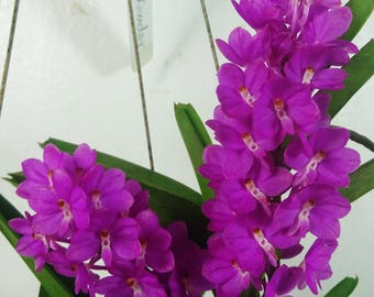 Ascocentrum ampullaceum, tamaño de floración, híbrido de Vanda, planta de orquídea