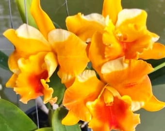Cattleya Rlc. Miss Thailand 'Mariya', Orchideen Pflanze, Blühgröße