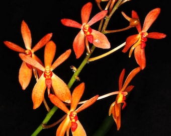 Renanetia Sunrise, Flowering Size, Vanda Hybrid, Orchid Plant
