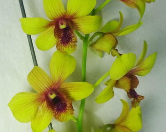 Dendrobium Thongchai Pinwattana x Boonchu Gold, Blooming Size Houseplant - Rare Tropical Flower