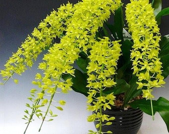 Grammatophyllum scriptum var. citrinum, Giant Orchid Species, Large Orchid Plant