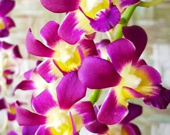 Dendrobium Betty, Blooming Size Houseplant - Rare Tropical Flower