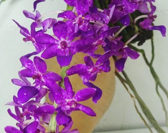 Rhynchostylis retusa red, Strong Fragrance, Flowering Size, Foxtail Orchid Plant