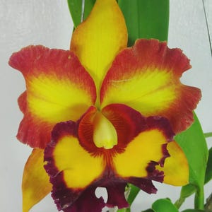 Cattleya Rlc. Bangkok Sunlight, Fragrant, Large Bloom, Orchid plant