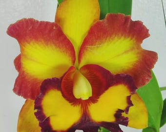 Cattleya Rlc. Bangkok Sunlight, Fragrant, Large Bloom, Orchid plant