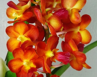 Perreiraara Tony Tan Keng Yam, dimensione della fioritura, ibrido Vanda, pianta di orchidea