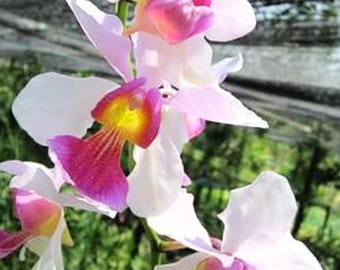 Vanda Papilionanda Eugene Bradford, Flowering Size, Orchid plant