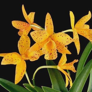 Claudehamiltonara Hidden Gold 'Spots' AM/AOS, Orchid plant, RARE
