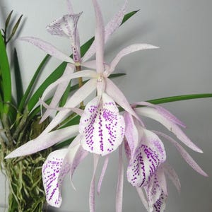 Brassocattleya - Etsy 日本