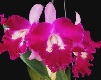 Fragrant Cattleya Orchid Plant - Cattleya Rlc. Sa-Ngob Delight, Flowering size, Large Bloom