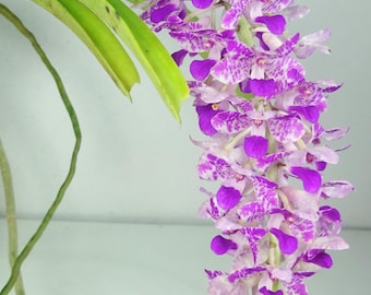 Rhynchostylis Chorchalood, Flowering Size, Fragrant, Orchid plant
