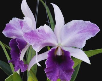 Rlc. Toshie Aoki 'Pizazz' AM/AOS. Cattleya Type Orchid Plant