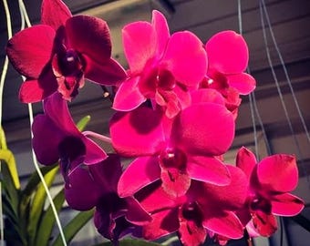 Orquídea roja Dendrobium Supernova - Planta de interior con flores vivas - Flor tropical rara