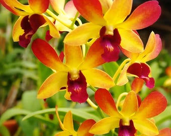 Dendrobium Aridang Orange, Blooming Size Houseplant - Rare Tropical Flower