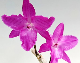 Dendrobium parishii var. petaloid, gatunek storczyka, wielkość kwitnienia, silny zapach, duża roślina storczykowa