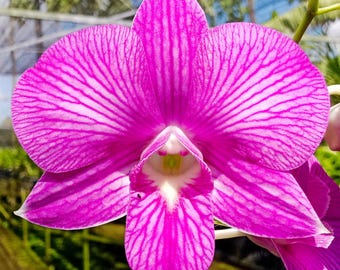 Dendrobium Burana Stripe, Blooming Size Houseplant - Rare Tropical Flower
