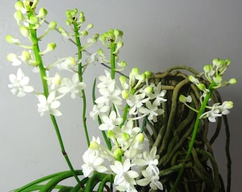 Seidenfadenia mitrata alba, bloeigrootte, sterk geurende orchideeplant