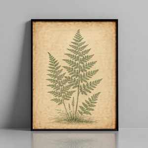 Vintage Ferns Botanical Print - Antique Botanical Wall Art, Cottagecore Nature Illustration, Digital Download, Home art decor