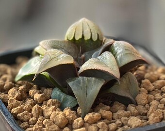 2" Haworthia Badia 'Meifeng' , Colorful Live Plant, Rare Succulent