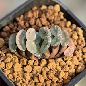 2.2" Haworthia Truncata var. 'Starlight', Colorful Live Plant, Rare Succulent