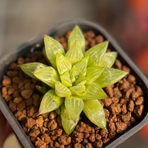 2" Haworthia Turgida, Rare Succulent Plants