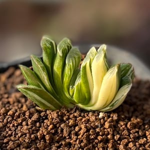 2" Haworthia Truncata Variegata, colorida planta suculenta viva