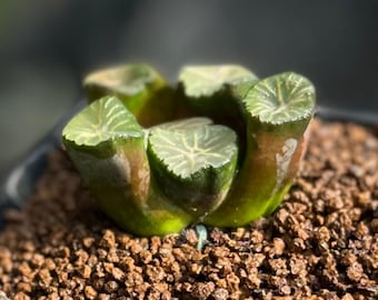 2" Haworthia Maughanii var. 'Antarctica Star', Colorful Live Plant, Rare Succulent