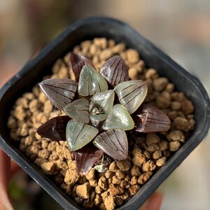 5cm Hagrove. Springbokvlakensis var. &#39;Green Tiger&#39;, Lebende Pflanze, Seltene Sukkulente