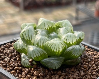 1,5 cm Hawertia Obtusa ssp. 'Cui', seltene Sukkulente