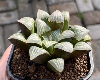 3" Haworthia Mutica 'White Widow', Rare Succulent Plants