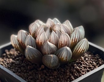 2.5" Haworthia Cooperi 'Black Muscle', Rare Succulent Plants