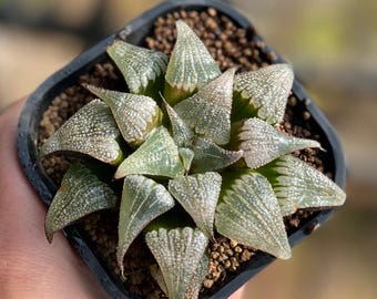 3" Haworthia Mirabilis var. Badia, Colorful Live Plant, Rare Succulent
