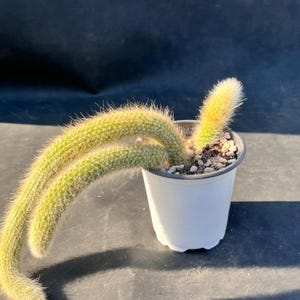 Live Hildewintera colademononis - Monkey Tail Cactus 2 Tails - Rare Hanging Succulent - Easy Care Indoor Houseplant
